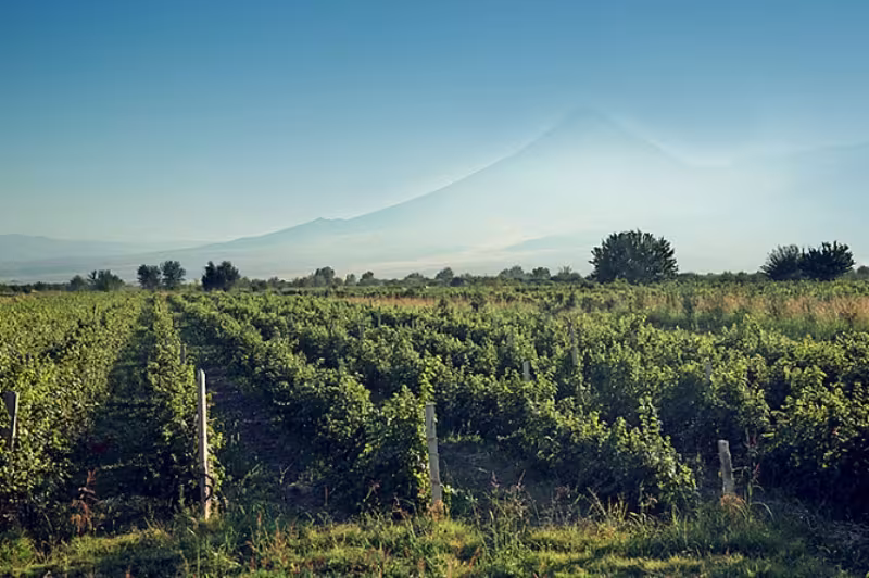 Au cours de la dernière année la production de vin en Arménie a augmenté de 31,6%