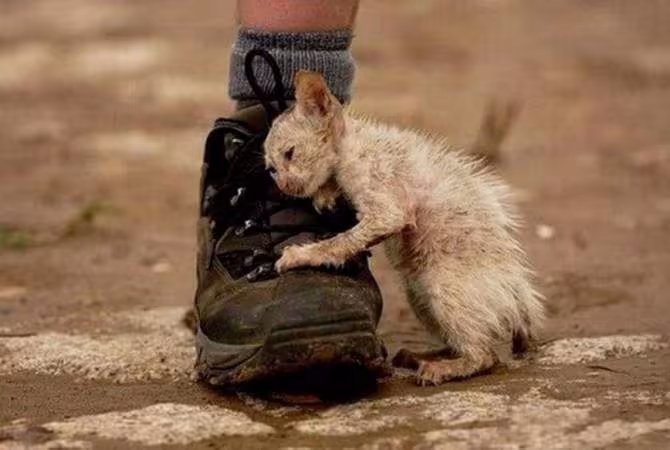Une loi pénalisant la violence contre les animaux sera élaborée 